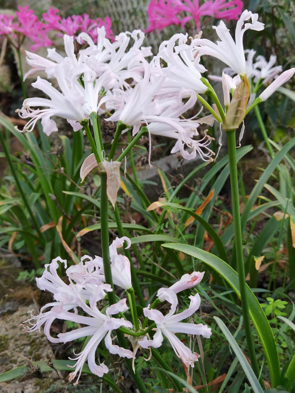 Nerine bowdenii photo